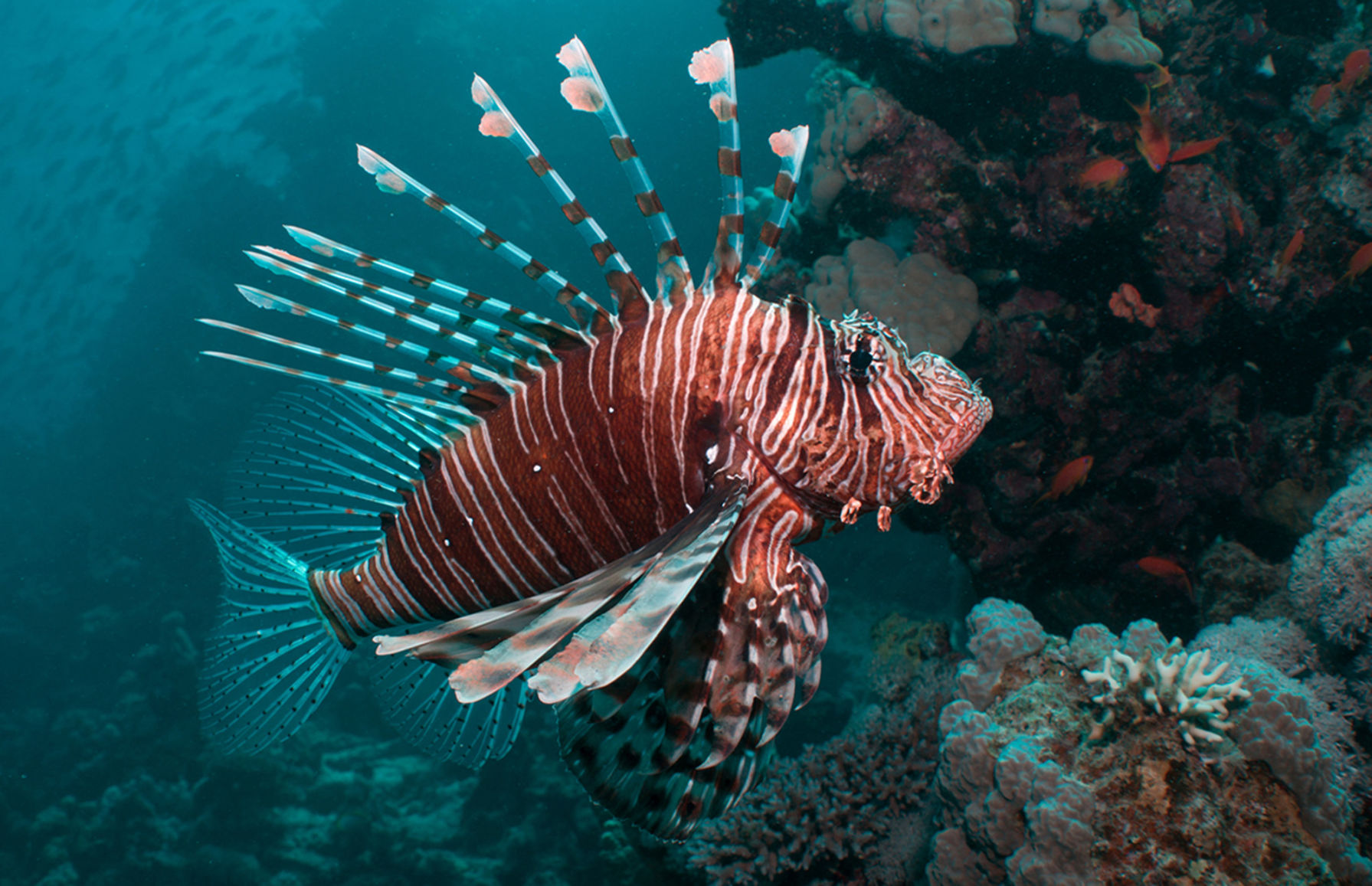 Lionfish